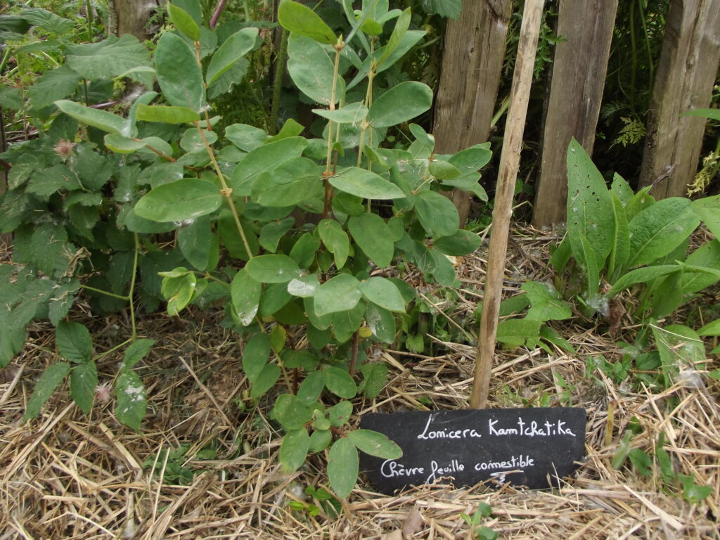 Photo d'un chèvrefeuille comestible sur notre jardin
