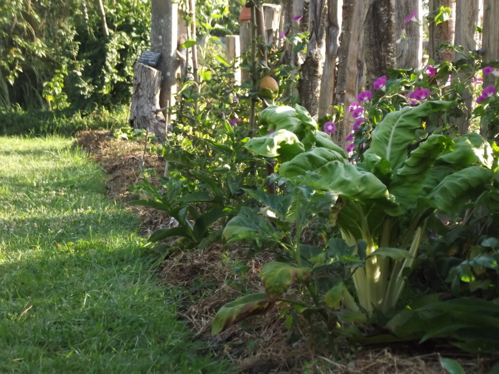 Photo d'une planche permanente dans notre jardin