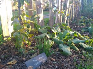 Paysagiste et Permaculture à Angers