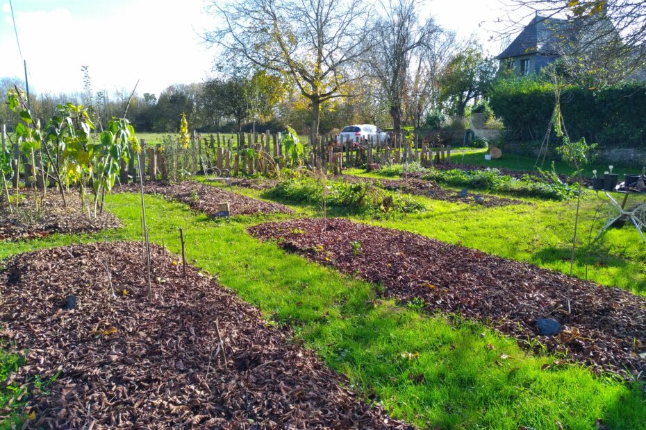 Photo plate bande couverte de feuilles du marronnier de notre jardin