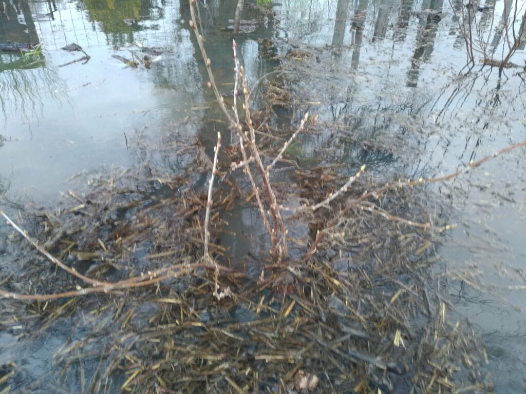Photo d'un cassis sur notre jardin en pleine inondation