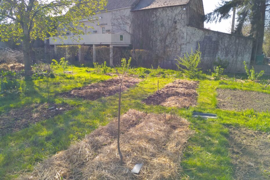 Photo de l'ombre portée du marronnier sous un autre angle sur notre jardin