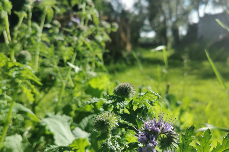 Phacélie Paysagiste et Permaculture à Angers
