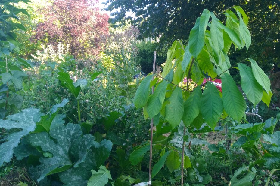 Photo illustrant l'ombre portée sur l'asiminier dans notre jardin