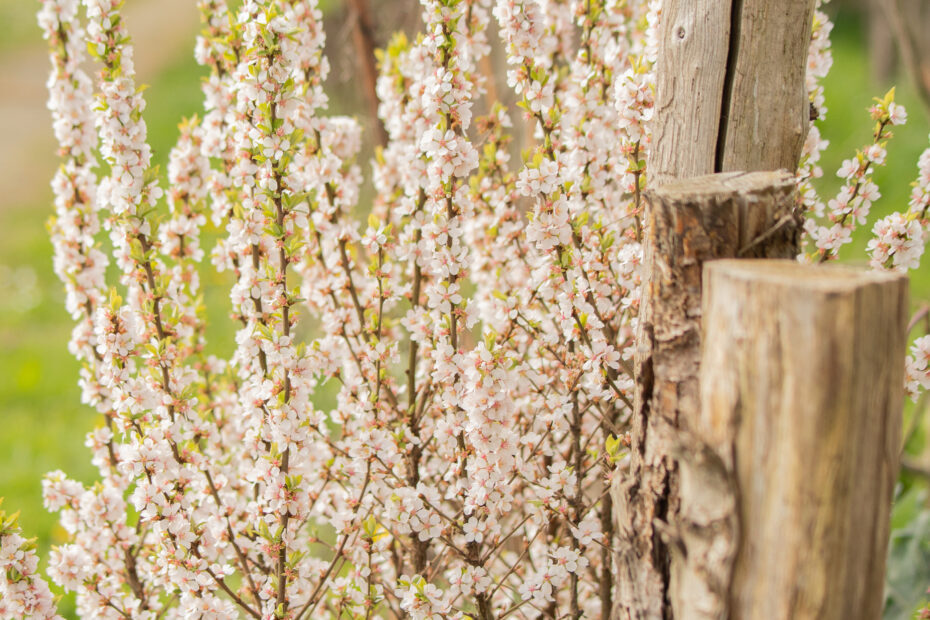 Ragouminier en fleur au jardin de Résiliences paysages