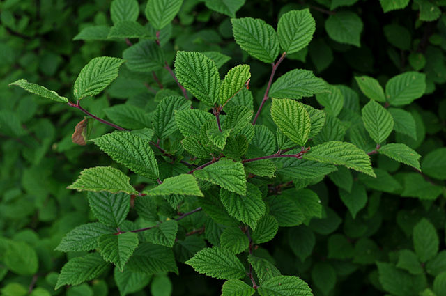 Branchage ragouminier. Site Résiliences paysages