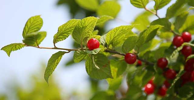 Vue branche ragouminier. Site Résiliences paysages