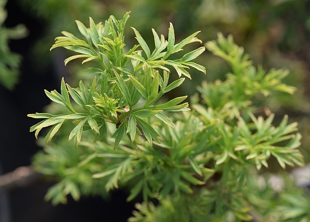 Feuillage sureau noir, Site Résiliences paysages