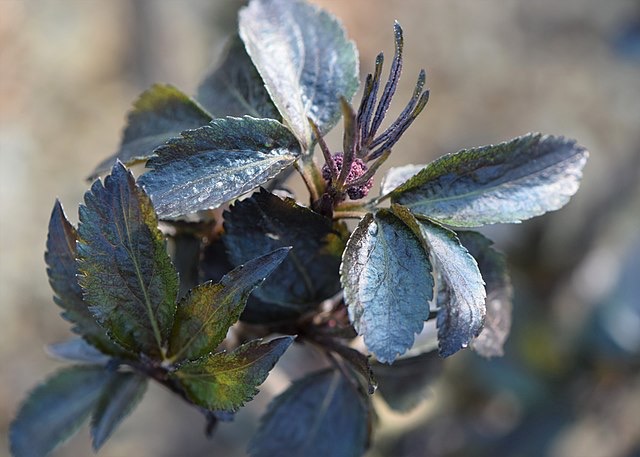 Sureau noir, site Résiliences paysages