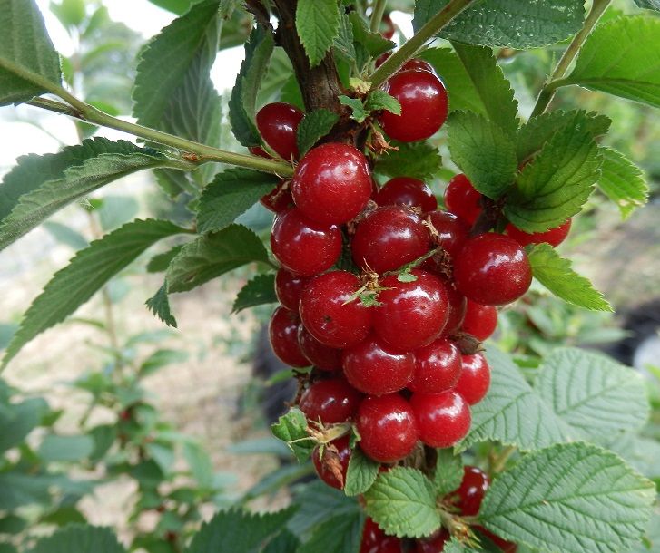 Vue rapproché sur fruit du ragouminier. Site resiliences paysages